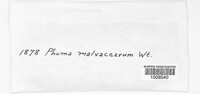 Phomopsis malvacearum image